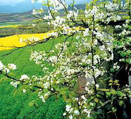 鄉野田園