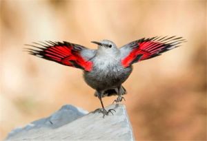 十渡風景區鳥類紀錄