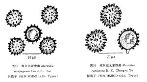 枝刺孢無索腹菌