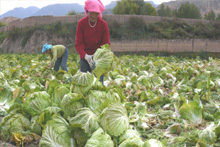 措加村民眾喜獲複種蔬菜豐收