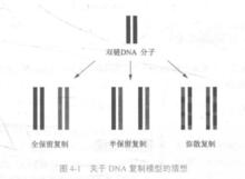 DNA複製模型猜想