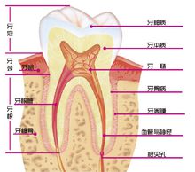 牙齒結構