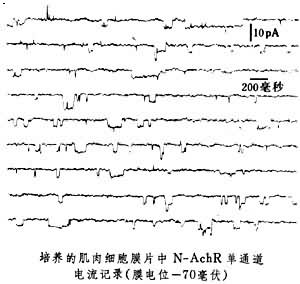 生物膜離子通道