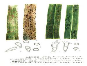 禾草冠鏽病