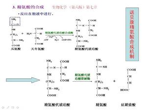 精氨酸轉化機制