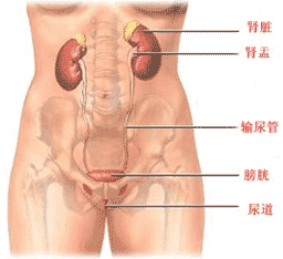 腎盂腎炎 