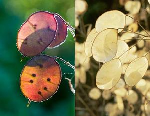 （圖）龍海芋