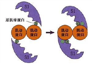 肌球蛋白分子