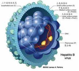 B肝15陽性