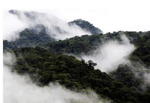 蒙特維德雲霧森林