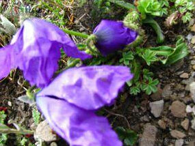 紫花綠絨蒿