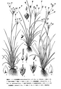 來源：中國植物志原版墨線圖