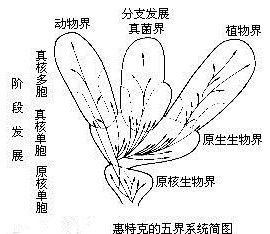 五界系統