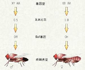 性別決定系統