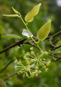 尖葉菝葜