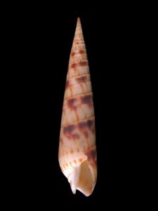 黃斑筍螺