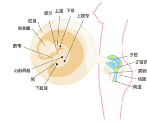 懷孕6周