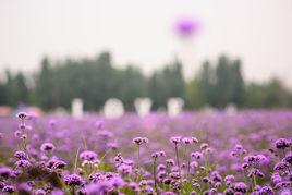 薰衣草莊園[大連紫雲花汐薰衣草莊園]