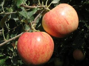 二二三團蘋果 二二三團蘋果