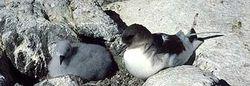 雪燕[水剃鳥科鳥類動物]