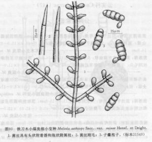 鐵刀木小煤炱細小變種