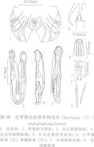 念青唐古拉奧斯特線蟲