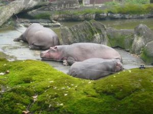 台北木柵動物園