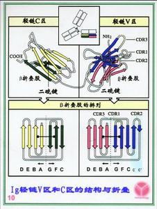 分子免疫學