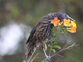 大洋洲界鳥類