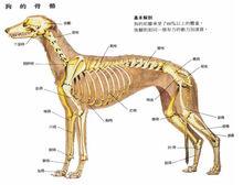 狗的骨骼結構