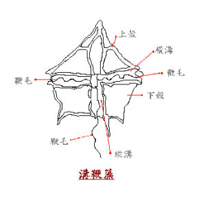 溝鞭藻