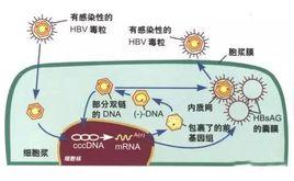 B肝病毒受體