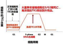 TK1水平在正常與異常增殖中的變化