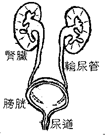 輸尿管