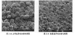 正常與污染麥芽SEM圖