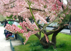 紅柳（檉柳）Tamarix ramosissima