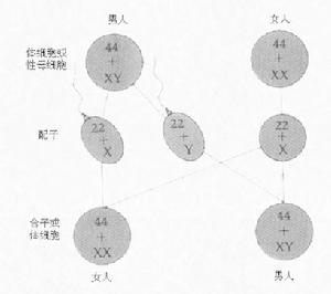 人的性別決定系統