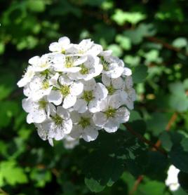 三裂繡線菊