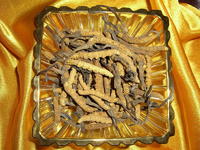 Cordyceps