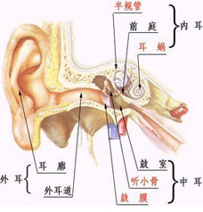 七聯復聰療法