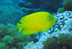 海氏刺尻魚