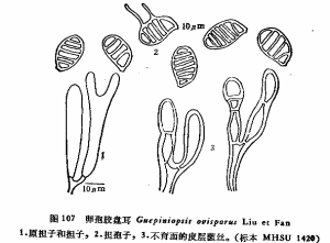 真菌