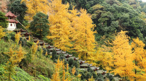 白岩寺