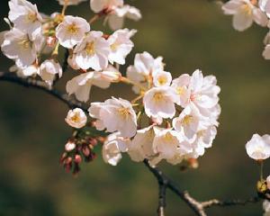 武大櫻花園