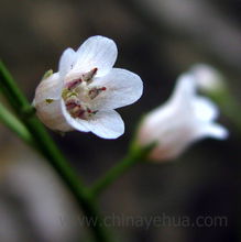 《黑腺珍珠菜》攝影圖冊