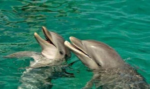 初級動物語言——聰明的海豚