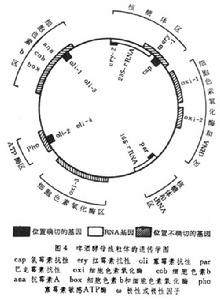 染色體外遺傳