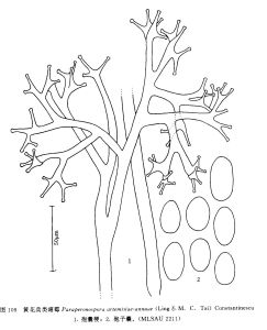 黃花蒿類霜霉