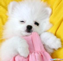 Pomeranian (dog breed)