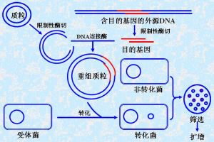 DNA重組技術